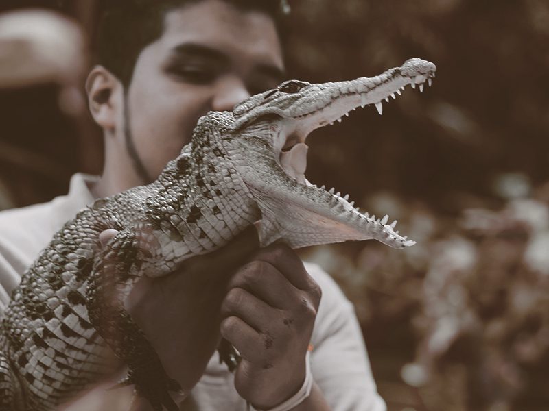 alligator-animal-man-1868861-pexels.jpg